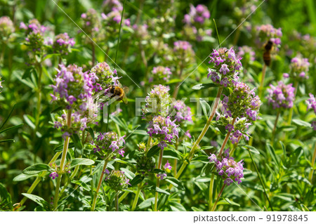 Fresh, blooming pink thyme in green grass. Wild Thymus serpyllum plants in field. Breckland wild thyme purple flowers in summer meadow Fresh, blooming pink thyme in green grass. Wild Thymus serpyllum plants in field. Breckland wild thyme purple flowers in summer meadow 91978845