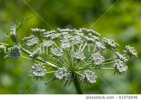 Flowering black cumin, Bunium bulbocastanum in the natural environment on a green background Flowering black cumin, Bunium bulbocastanum in the natural environment on a green background 91978846