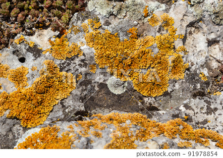 Plenty of small golden colored maritime sunburst lichen, xanthoria parietina, with green moss and some small rocks. Closeup macro image from a walking bridge in Espoo, Finland. Springtime 91978854
