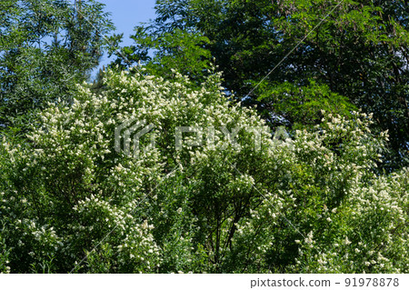 Flowering European privet or Ligustrum vulgare with white flowers and green foliage 91978878