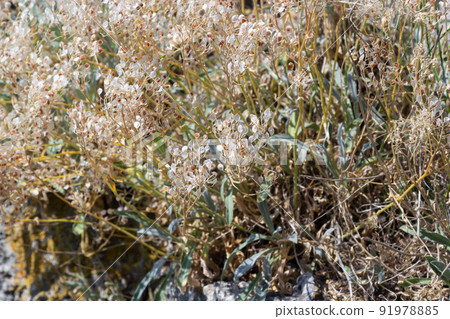 Close up texture of drying grain standing in a field, warm light, stems and leaves and seed heads mix together for a rough golden background of agriculture and farming 91978885