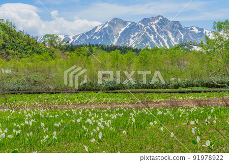 Hakuba skunk cabbage in Tsugaike Nature Garden during the snowy season 91978922