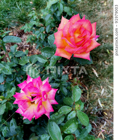 Candy pink and flaming orange tea roses in botanical garden Candy pink and flaming orange tea roses in botanical garden 91979003