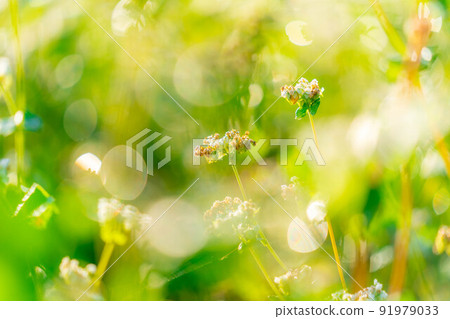 [Autumn material] Soba flowers bathing in the morning sun [Nagano Prefecture] 91979033
