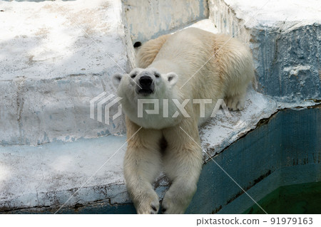 大阪天王寺動物園的北極熊 91979163