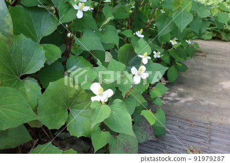 Houttuynia cordata blooming on the sidewalk Houttuynia cordata blooming on the sidewalk 91979287