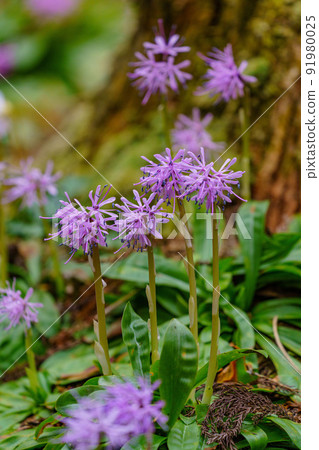 Toyama Funato Shortia uniflora 群落的東方向日葵 91980025