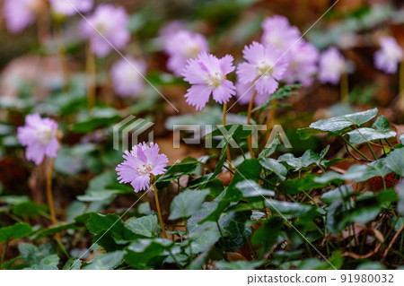 Toyamafunato Iwauchiwa colony Spring scenery of Nakagawa Town, Tochigi Prefecture 91980032