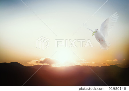 夕陽透過雲層和天空照耀著陽光,一隻白鴿咬著葉子飛翔 夕陽透過雲層和天空照耀著陽光,一隻白鴿咬著葉子飛翔 91980146
