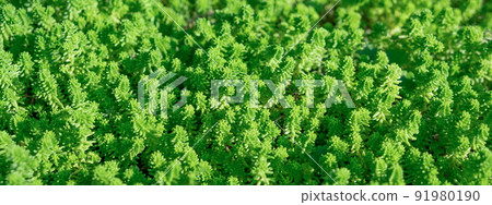 Green plant sedum, leaves foliage nature background, top view. Fresh garden abstract foliage 91980190