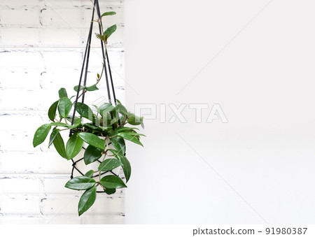 Hoya krohniana in a white pot in a wicker macrame planter hanging isolate on a white background. lacunosa heart leaf..Close-up of a plant. Waxy plant in a pot Hoya krohniana in a white pot in a wicker macrame planter hanging isolate on a white background. lacunosa heart leaf..Close-up of a plant. Waxy plant in a pot 91980387