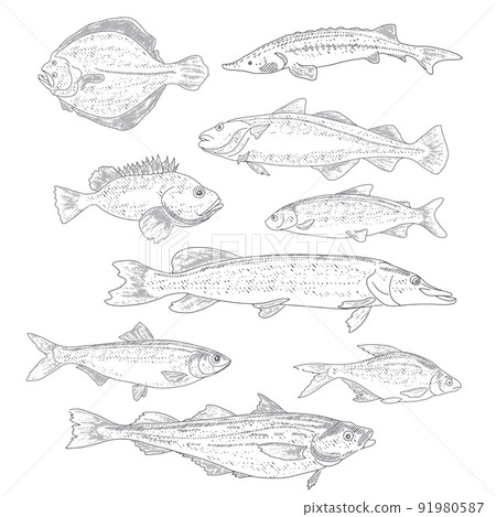 A collection of fish in vintage style A collection of fish in vintage style 91980587