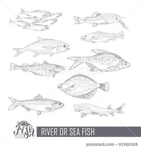 A collection of fish in vintage style A collection of fish in vintage style 91980588