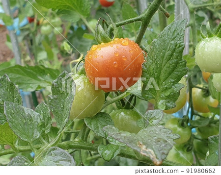 small tomato 91980662