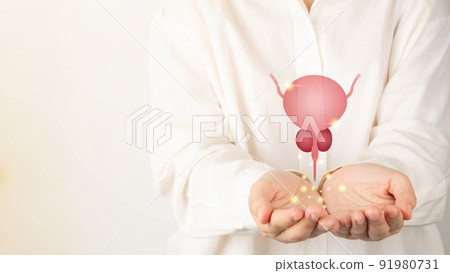 Healthy bladder and prostate gland anatomy on doctor hands. Awareness of BPH, prostate cancer, bladder cancer and men health care. Urology and male reproductive concept. Copy space. Healthy bladder and prostate gland anatomy on doctor hands. Awareness of BPH, prostate cancer, bladder cancer and men health care. Urology and male reproductive concept. Copy space. 91980731