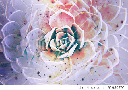 Artistic floral background with succulent plant White Mexican Rose closeup. Fade mode colors with film defects. 91980791