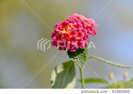Lantana Lantana 91980860