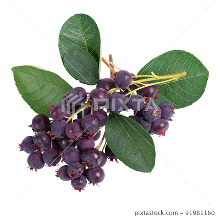 Saskatoon berries isolated on white background. Amelanchier, shadbush, juneberry, irga or sugarplum ripe berries. 91981160
