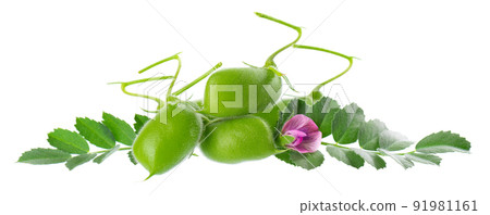 Green chickpeas in the pod with green leaves and flowers, isolated on white background. Cicer arietinum. Clipping path. Green chickpeas in the pod with green leaves and flowers, isolated on white background. Cicer arietinum. Clipping path. 91981161