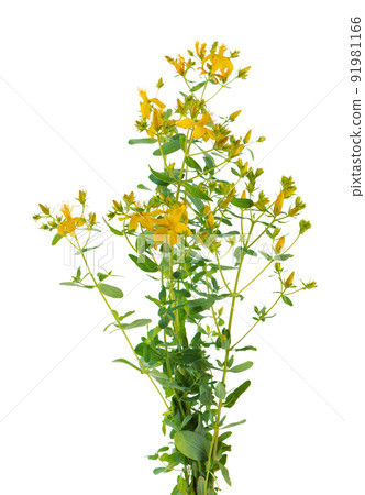 Hypericum perforatum bush with yellow flowers, isolated on white background. St. John's wort. Herbal medicine. Clipping path. 91981166