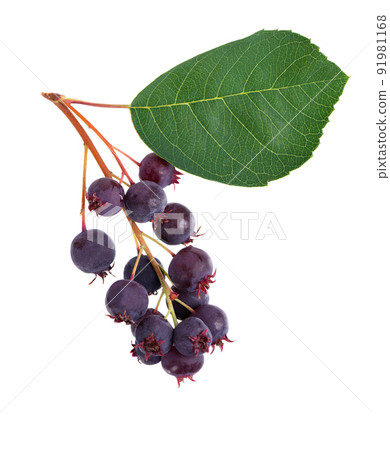 Saskatoon berries isolated on white background. Amelanchier, shadbush, juneberry, irga or sugarplum ripe berries. 91981168