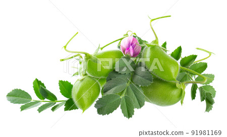 Green chickpeas in the pod with green leaves and flowers, isolated on white background. Cicer arietinum. Clipping path. Green chickpeas in the pod with green leaves and flowers, isolated on white background. Cicer arietinum. Clipping path. 91981169