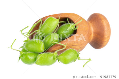 Green chickpeas in wooden spoon, isolated on white background. Chickpeas in the pods. Cicer arietinum. Clipping path. Green chickpeas in wooden spoon, isolated on white background. Chickpeas in the pods. Cicer arietinum. Clipping path. 91981179