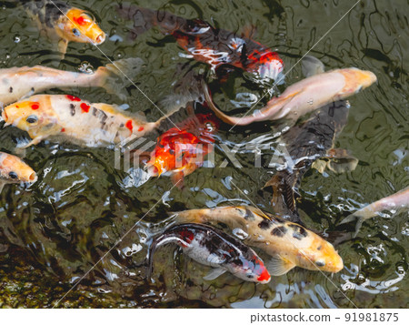 Amur carp or Cyprinus rubrofuscus, usually called Koi or nishikigoi. Colorful decorative fishes in water. Amur carp or Cyprinus rubrofuscus, usually called Koi or nishikigoi. Colorful decorative fishes in water. 91981875