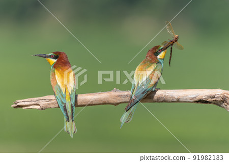Two european Bee-eater (Merops apiaster) perched on branch with a dragonfly in its beak. Two european Bee-eater (Merops apiaster) perched on branch with a dragonfly in its beak. 91982183