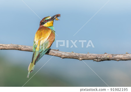European Bee-eater (Merops apiaster) perched on branch with a european hornet bee in its beak. 91982195