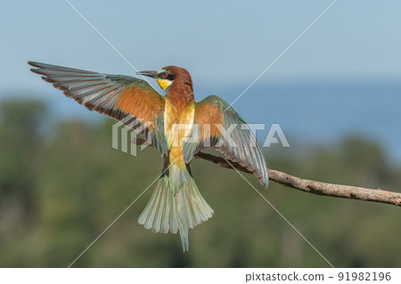 European bee-eater in flight in front of the nesting colony. 91982196