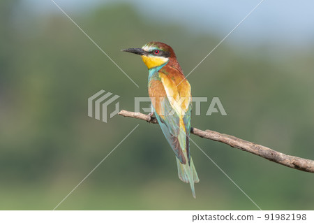 European Bee-eater (Merops apiaster) perched on branch. European Bee-eater (Merops apiaster) perched on branch. 91982198
