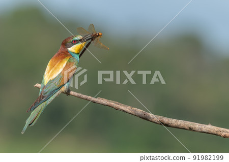 European Bee-eater (Merops apiaster) perched on branch with a dragonfly in its beak. European Bee-eater (Merops apiaster) perched on branch with a dragonfly in its beak. 91982199