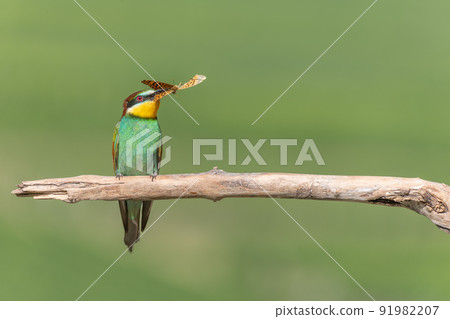European Bee-eater (Merops apiaster) perched on branch with a butterfly in its beak. European Bee-eater (Merops apiaster) perched on branch with a butterfly in its beak. 91982207