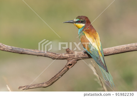 European Bee-eater (Merops apiaster) perched on branch. European Bee-eater (Merops apiaster) perched on branch. 91982230