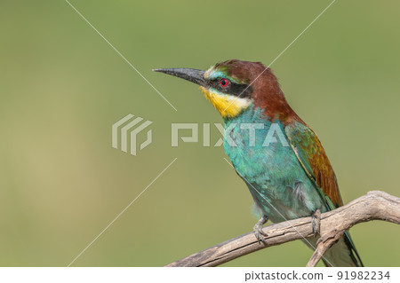 European Bee-eater (Merops apiaster) perched on branch. European Bee-eater (Merops apiaster) perched on branch. 91982234