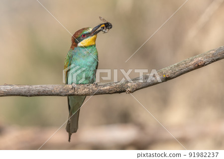 European Bee-eater (Merops apiaster) perched on branch with a bumblebee in its beak. European Bee-eater (Merops apiaster) perched on branch with a bumblebee in its beak. 91982237
