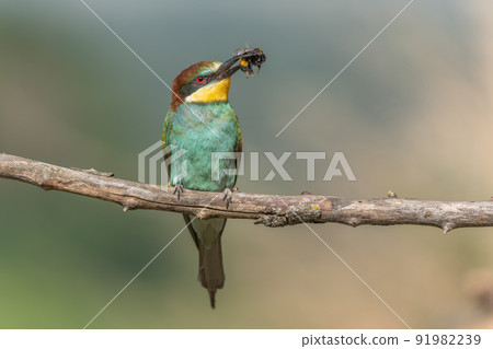 European Bee-eater (Merops apiaster) perched on branch with a bumblebee in its beak. European Bee-eater (Merops apiaster) perched on branch with a bumblebee in its beak. 91982239