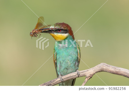 European Bee-eater (Merops apiaster) perched on branch with a dragonfly in its beak. European Bee-eater (Merops apiaster) perched on branch with a dragonfly in its beak. 91982256