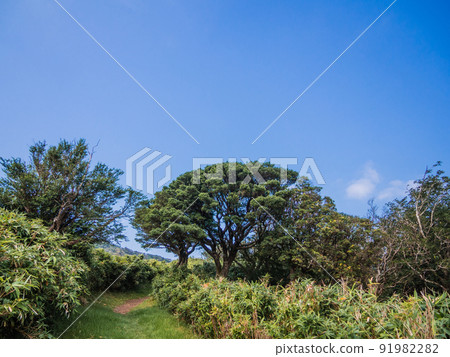 Summer Izusan ridgeline sidewalk scenery 91982282