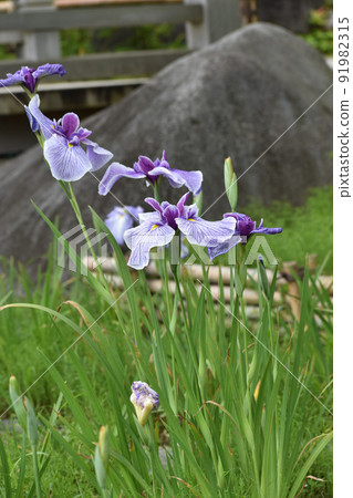 Purple flower iris that bloomed in early summer 91982315