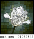 Vector stained glass window with blooming white tulip flower. 91982342