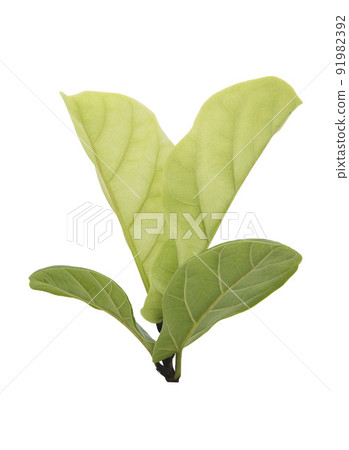 Green ficus lyrate leaf isolated on white background 91982392