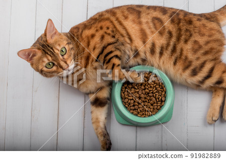 Bengal cat on the floor next to cat food. 91982889