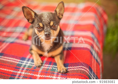 Chihuahua tricolor dog on a red blanket. The dog is lying down. 91983081
