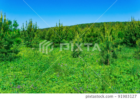 blooming transitional meadow with young spruce growth 91983127
