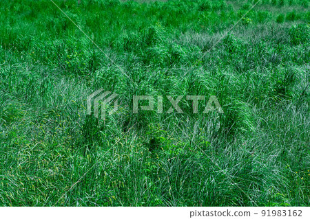 emerald green fen-meadow with green grass sedges on a clear day 91983162
