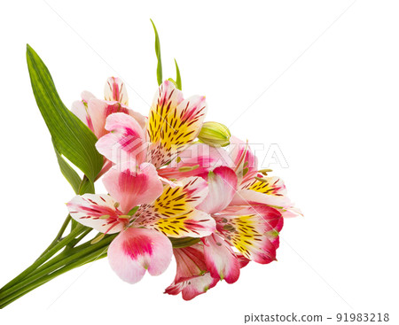 alstroemeria flower isolated alstroemeria flower isolated 91983218