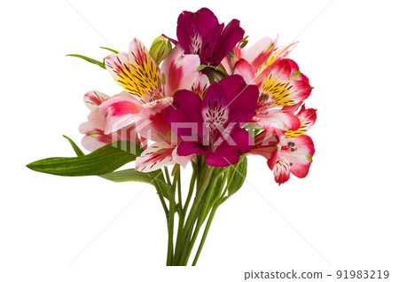 alstroemeria flower isolated alstroemeria flower isolated 91983219