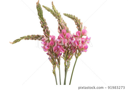 meadow bean flowers isolated 91983273